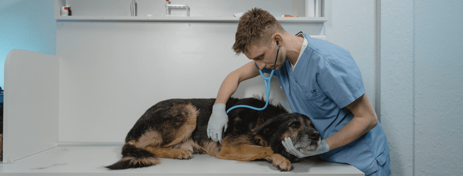 Malattie intestinali infiammatorie (IBDs) nel cane