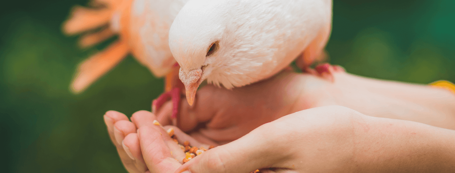 Mangime per uccelli, guida alla scelta