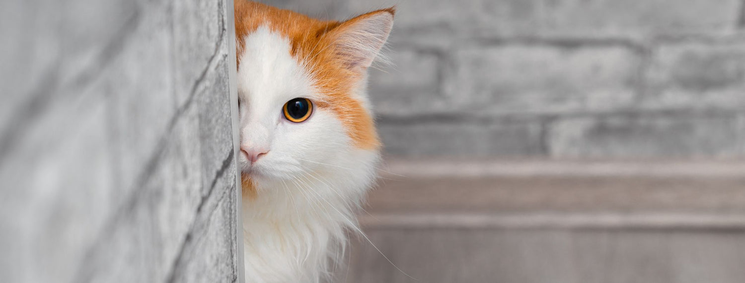 Mi è semblato di vedere un gatto!