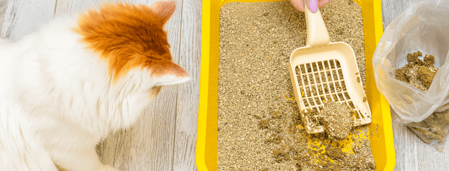 Minù by United Pets