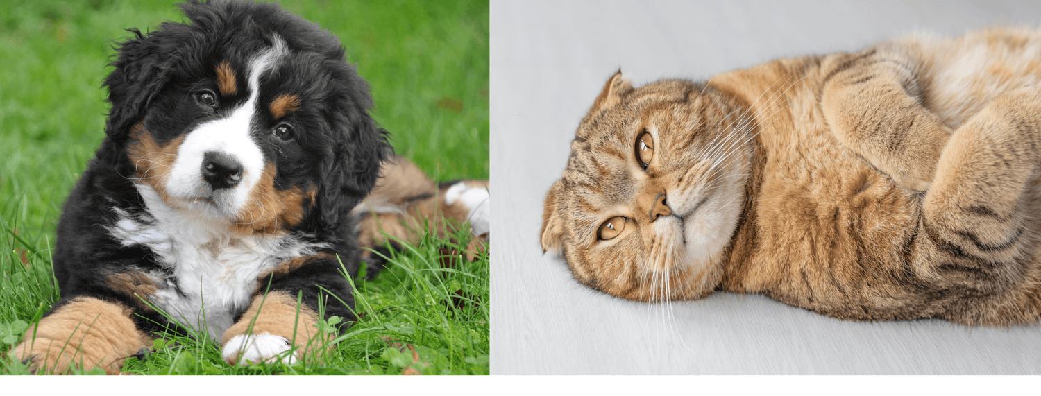 Obesità nel cane e nel gatto