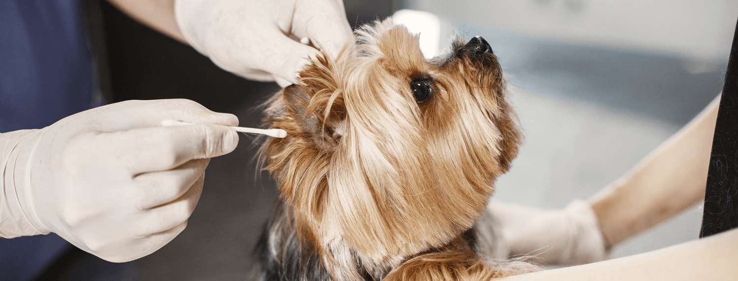 Orecchie pulite, non solo un fattore estetico!