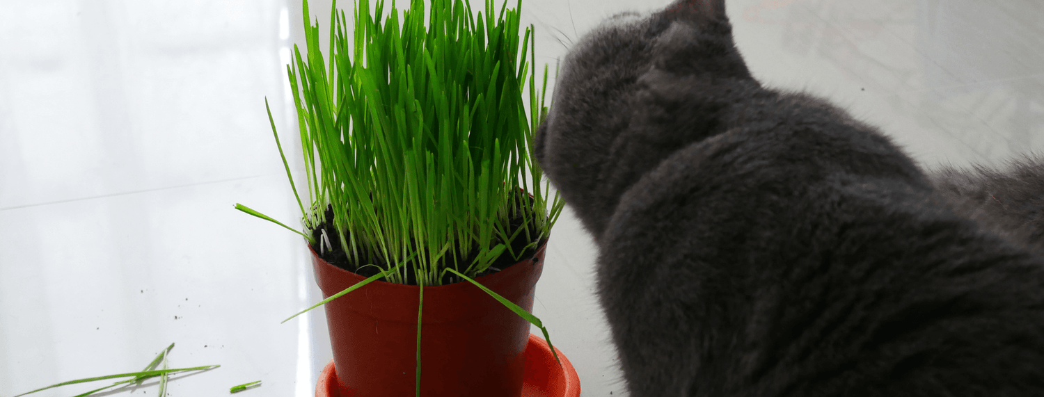 Perchè i gatti mangiano l'erba?