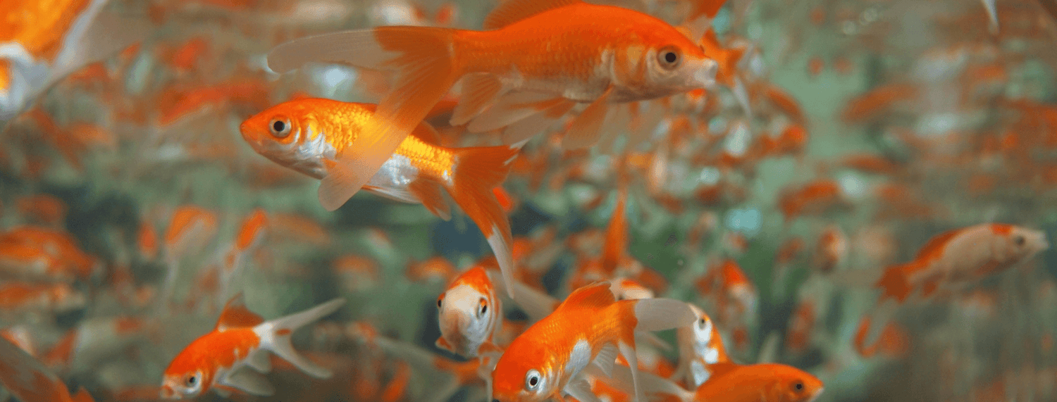 Pesce rosso: cosa sapere prima di prenderne uno