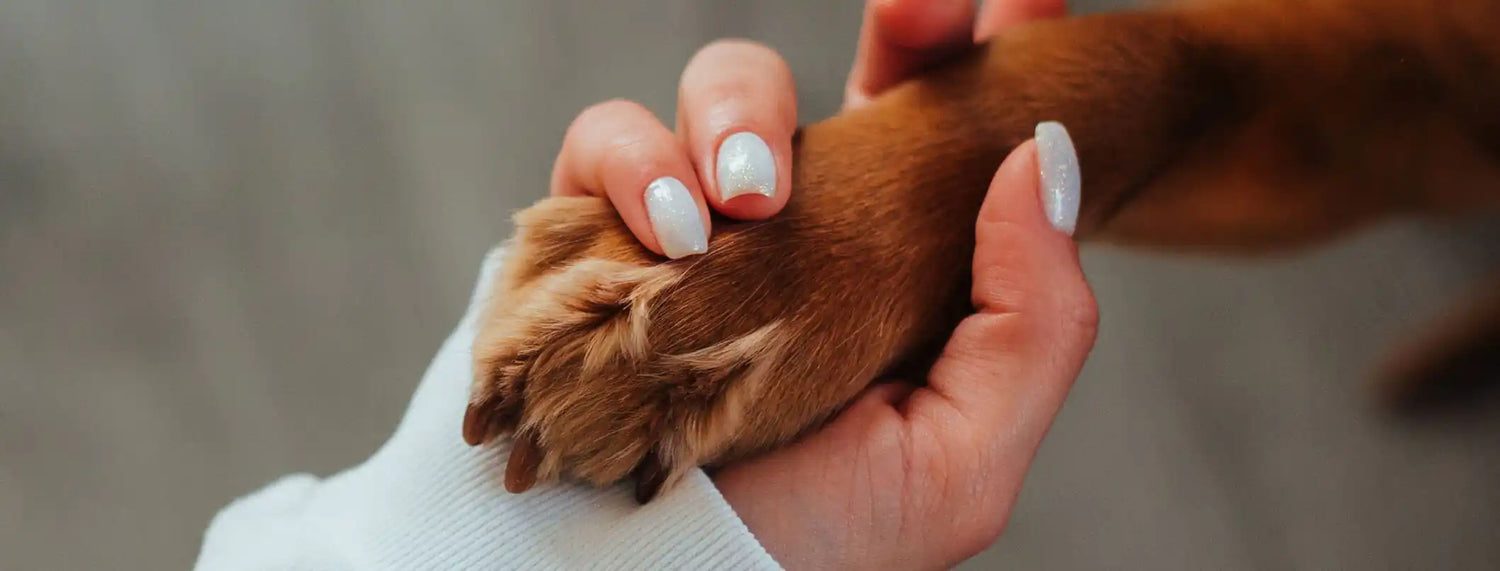 Piccoli trucchi per sapere se il tuo cane sta bene Approfondimenti, La voce del Brand, Puppy, Razze canine, Veterinaria  bauzaarit.myshopify.com 