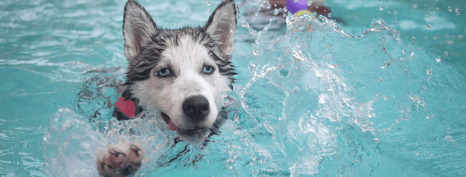 Piscine per cani: fresco divertimento