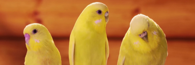 Canarini: dal canto all'accoppiamento. Ecco cosa sapere