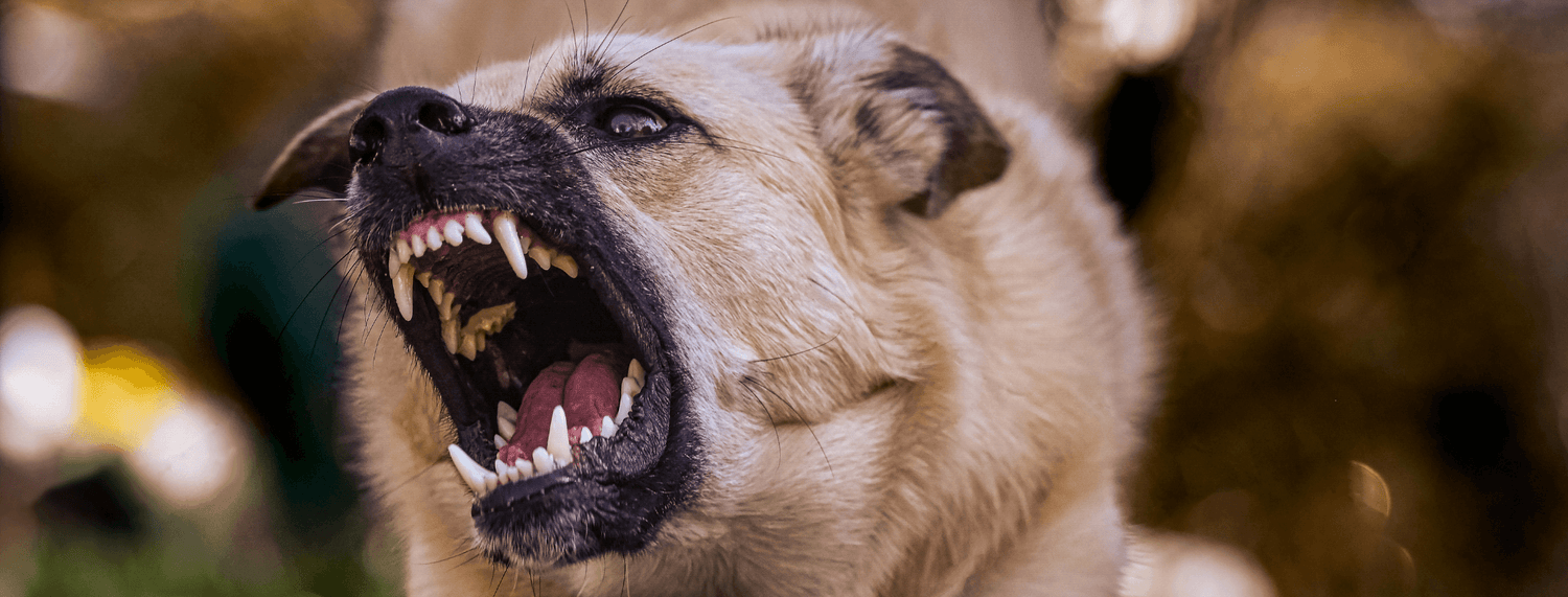 Rabbia nel cane: sintomi, rischi e terapia