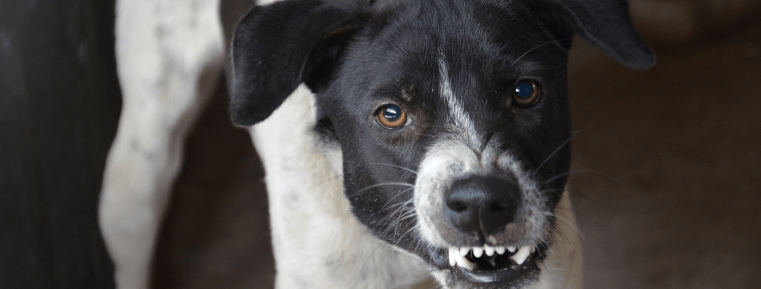 Rabbia nel cane