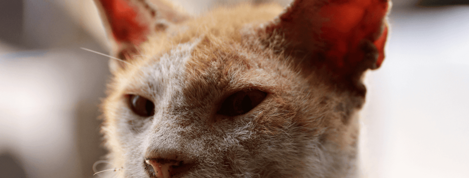 Rogna nel gatto