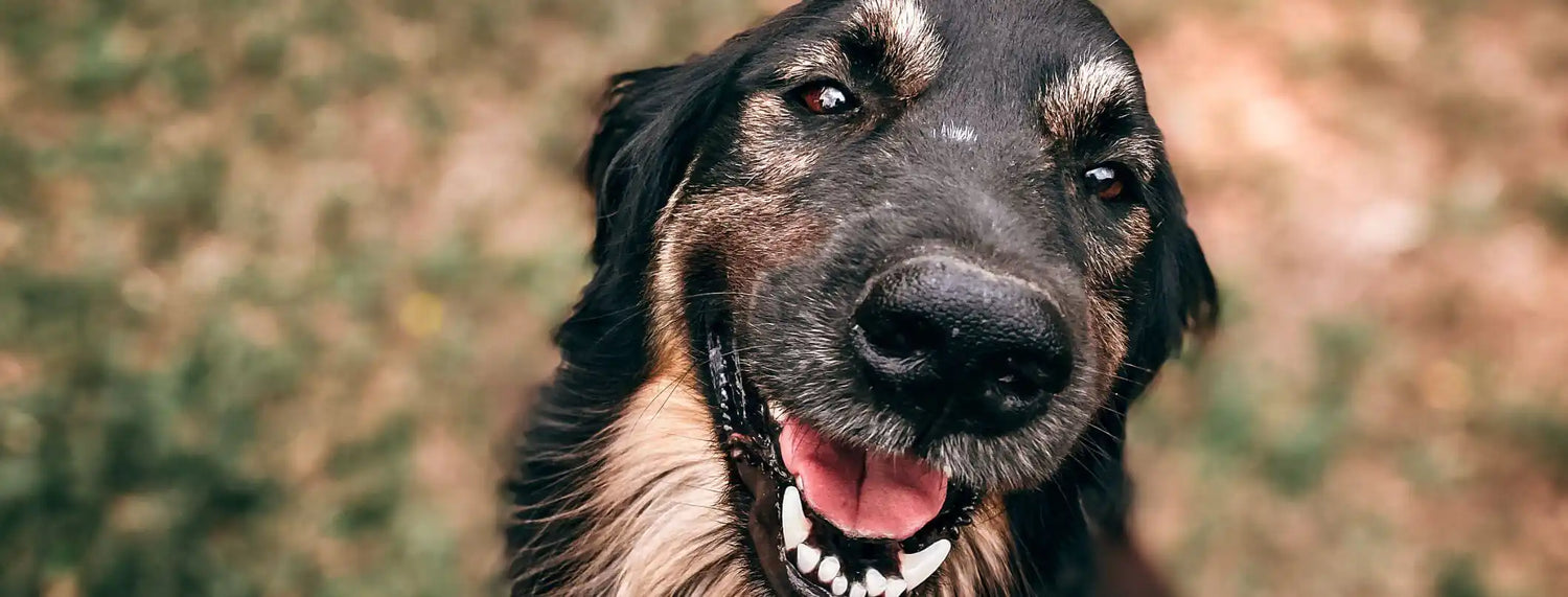Scherzetto da cani! Approfondimenti, La voce del Brand, Razze canine, Ricette, Veterinaria  bauzaarit.myshopify.com 