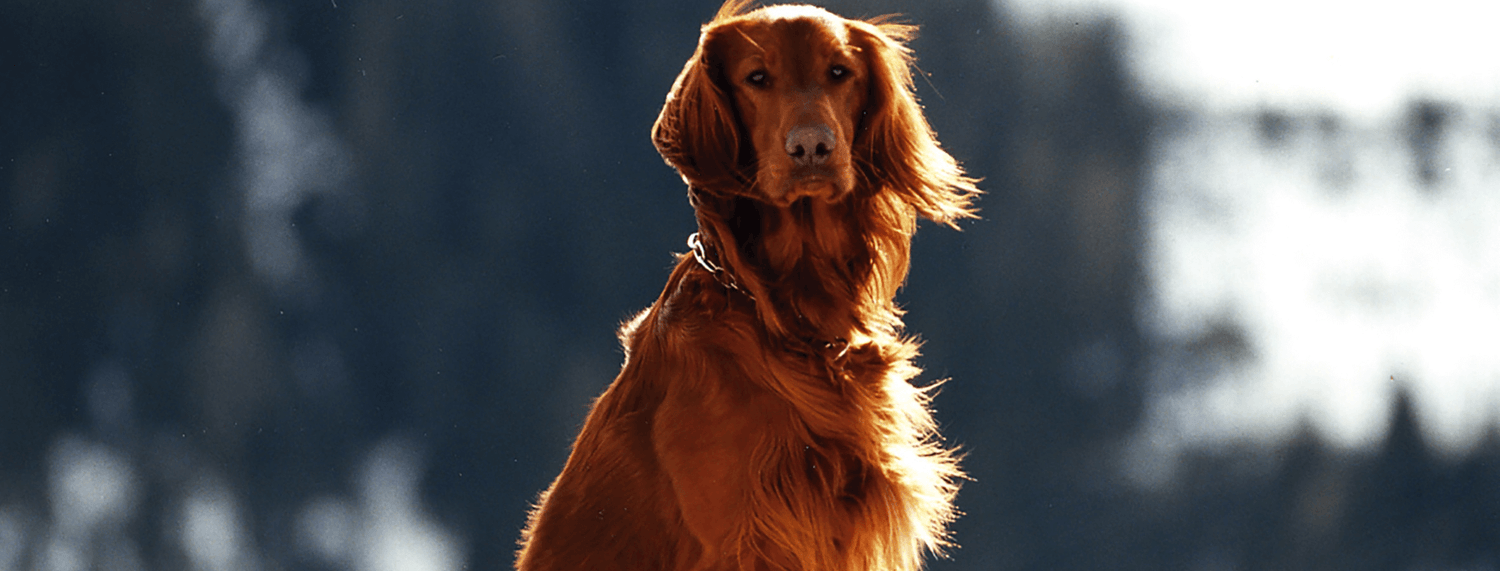 Setter