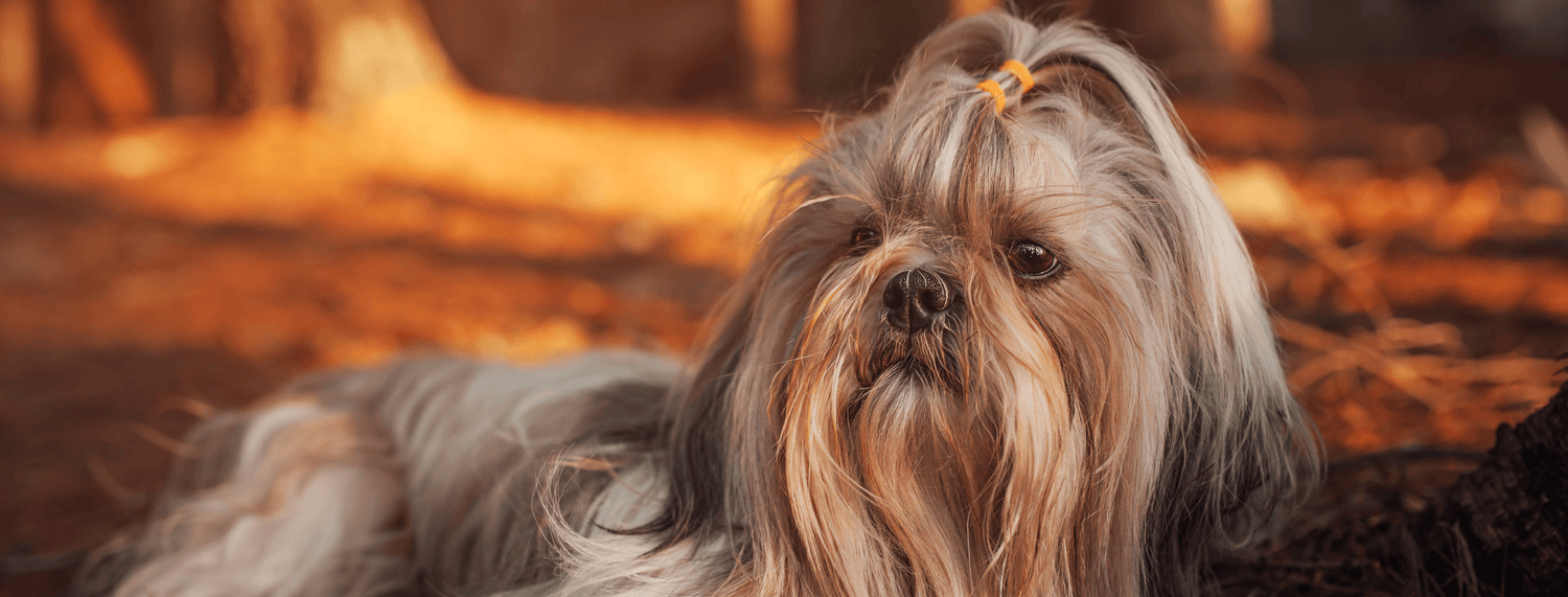 Shih Tzu: cane intelligente, attivo, amichevole e indipendente