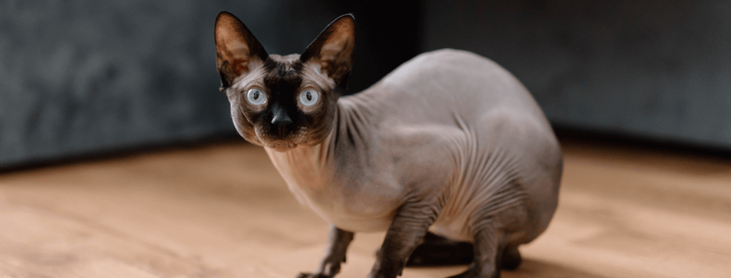 il gatto sphynx