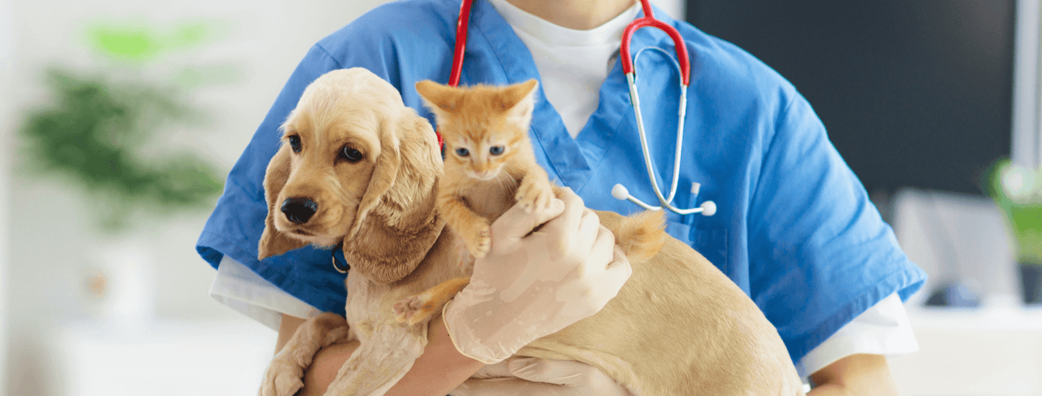 Sterilizzazione cane e gatto