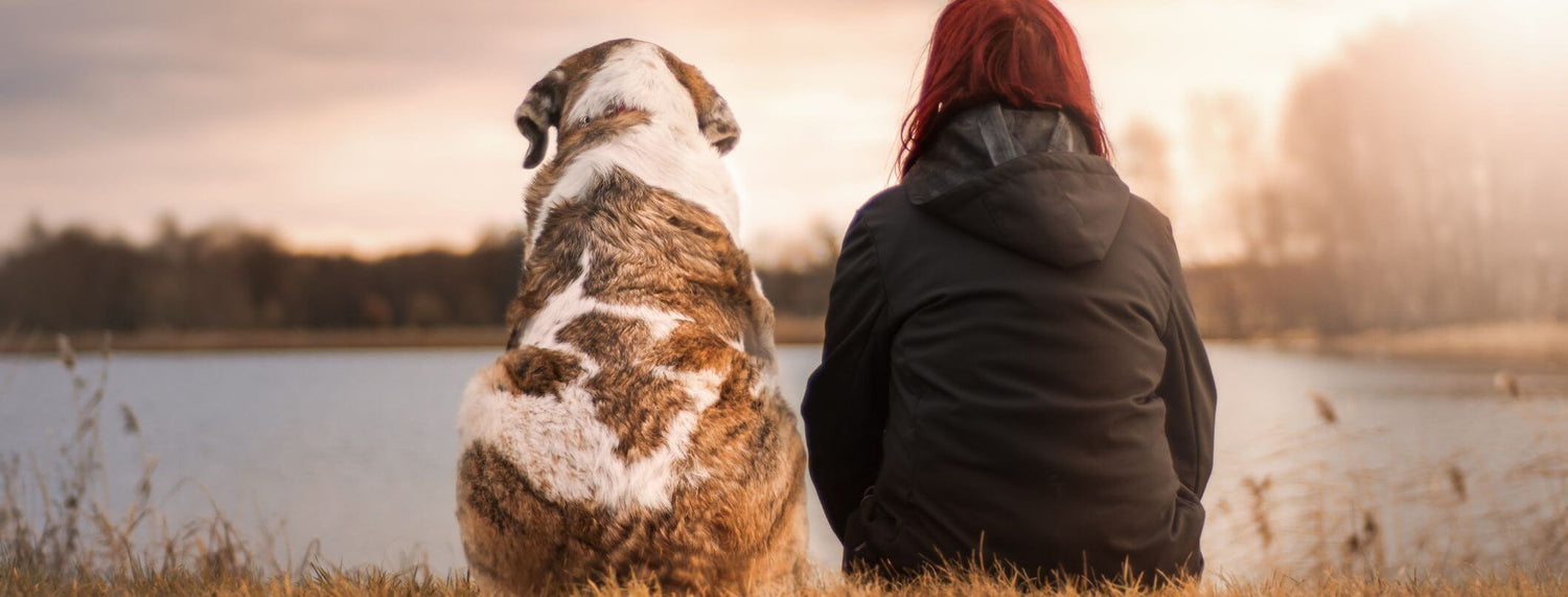 Sul rapporto fra due e quattro zampe