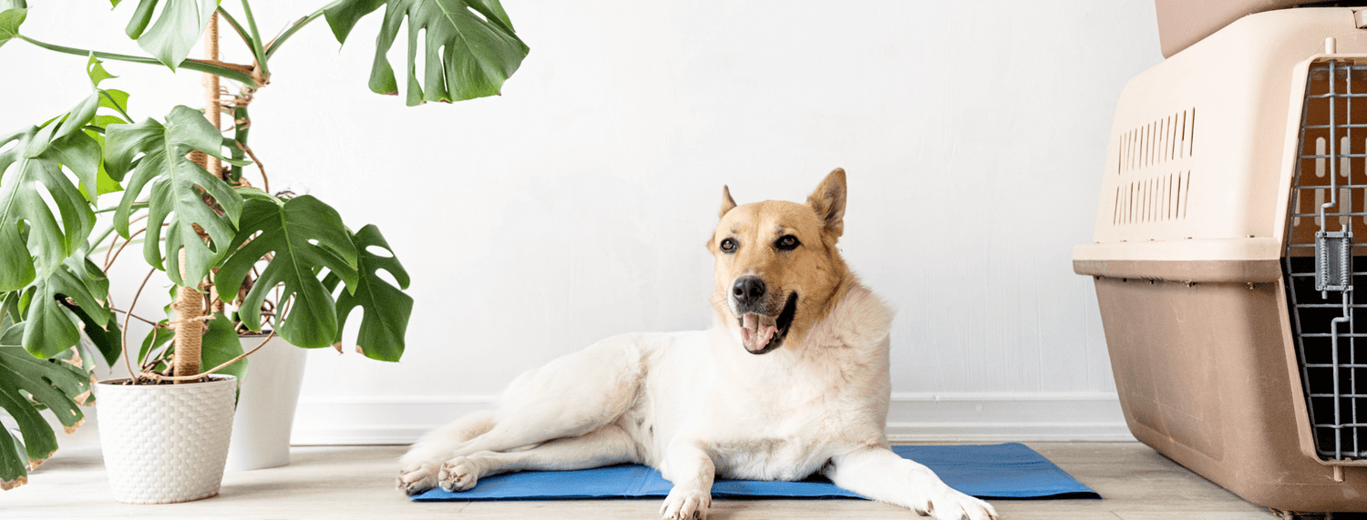 Tappetini rinfrescanti per cani