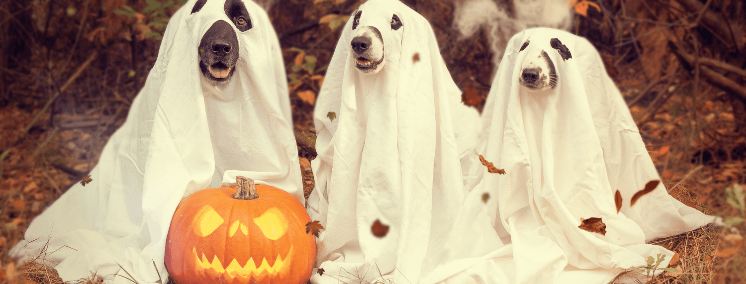 Tutta questione di usar la zucca!