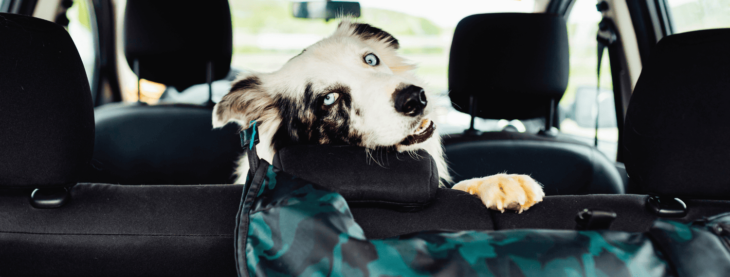 Viaggiare con i nostri pet