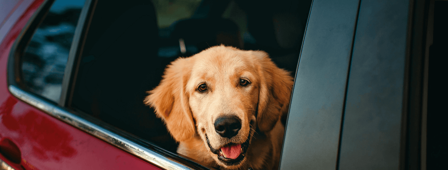 Viaggiare con il cane
