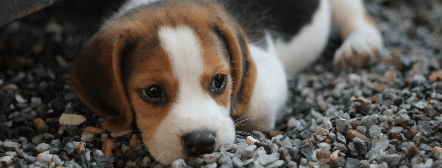 Vomito del cane: cause e patologie possibili