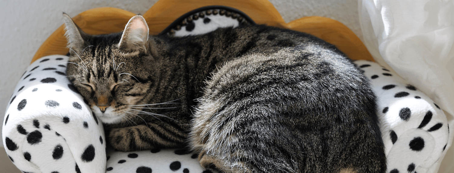Vomito nel gatto