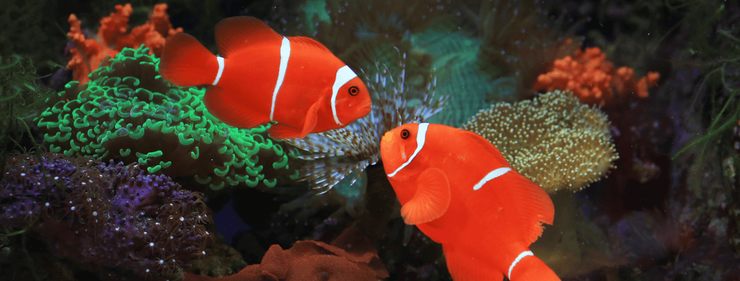 L'acquario d'acqua dolce: le fasi d'introduzione dei pesci