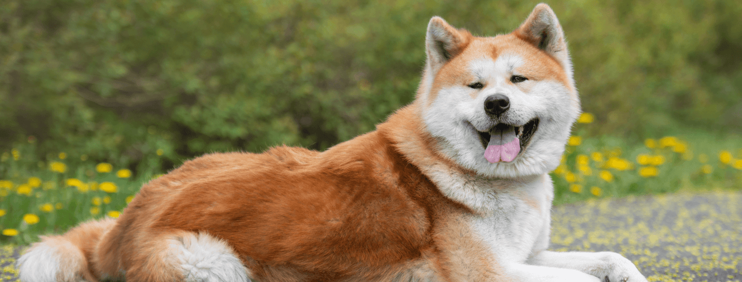 Akita inu