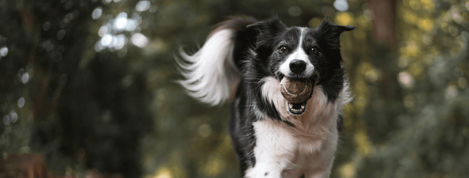 Allergie stagionali e intolleranze nei cani