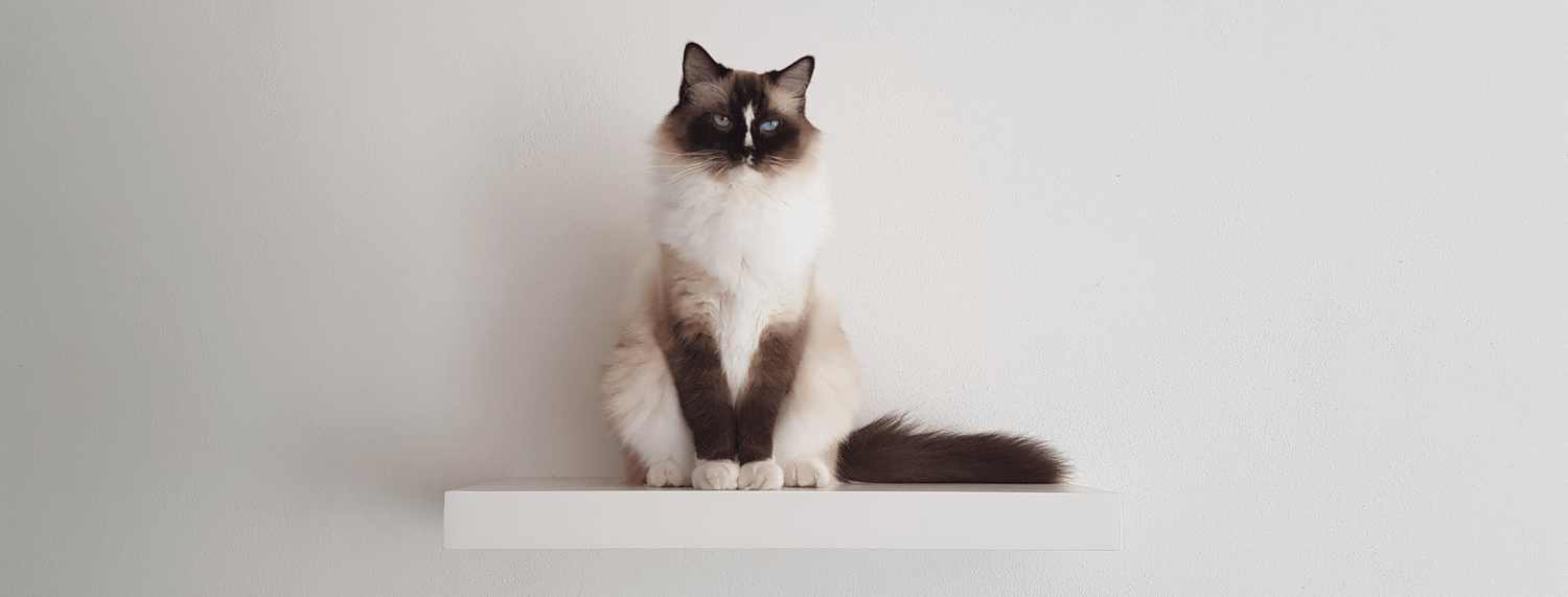 Arricchimento ambientale per gatti