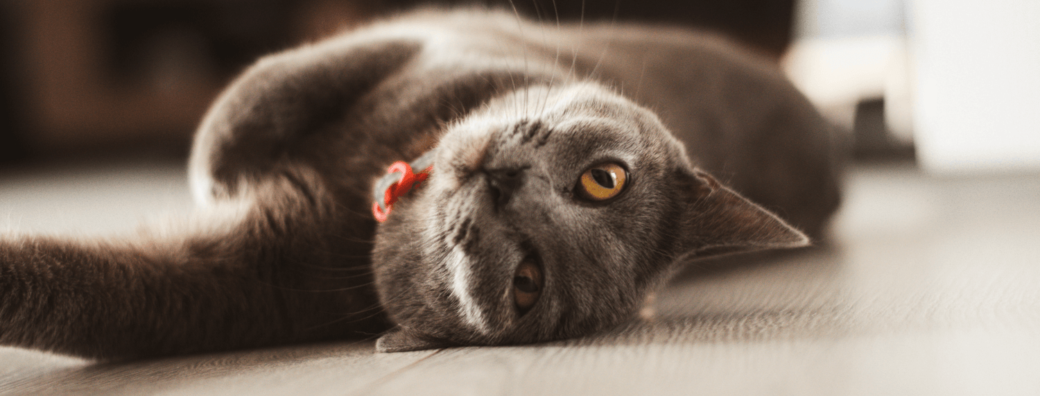 Il gatto British Shorthair, razza dalle origini antiche