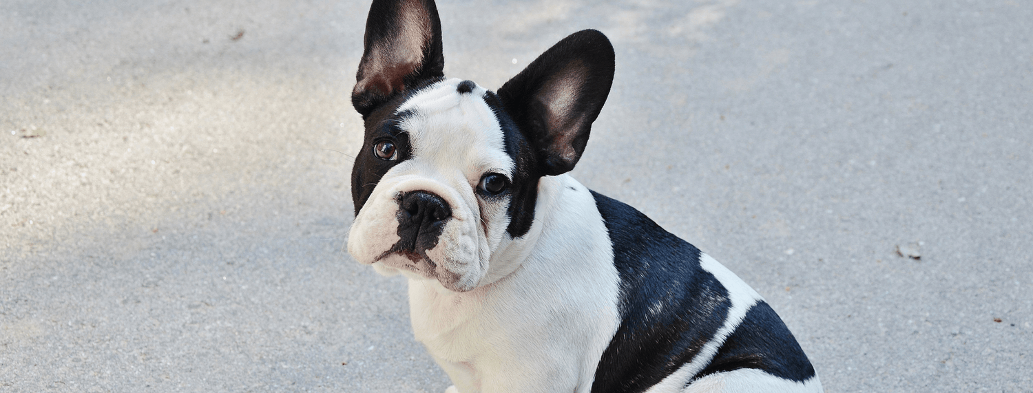 Bulldog Francese