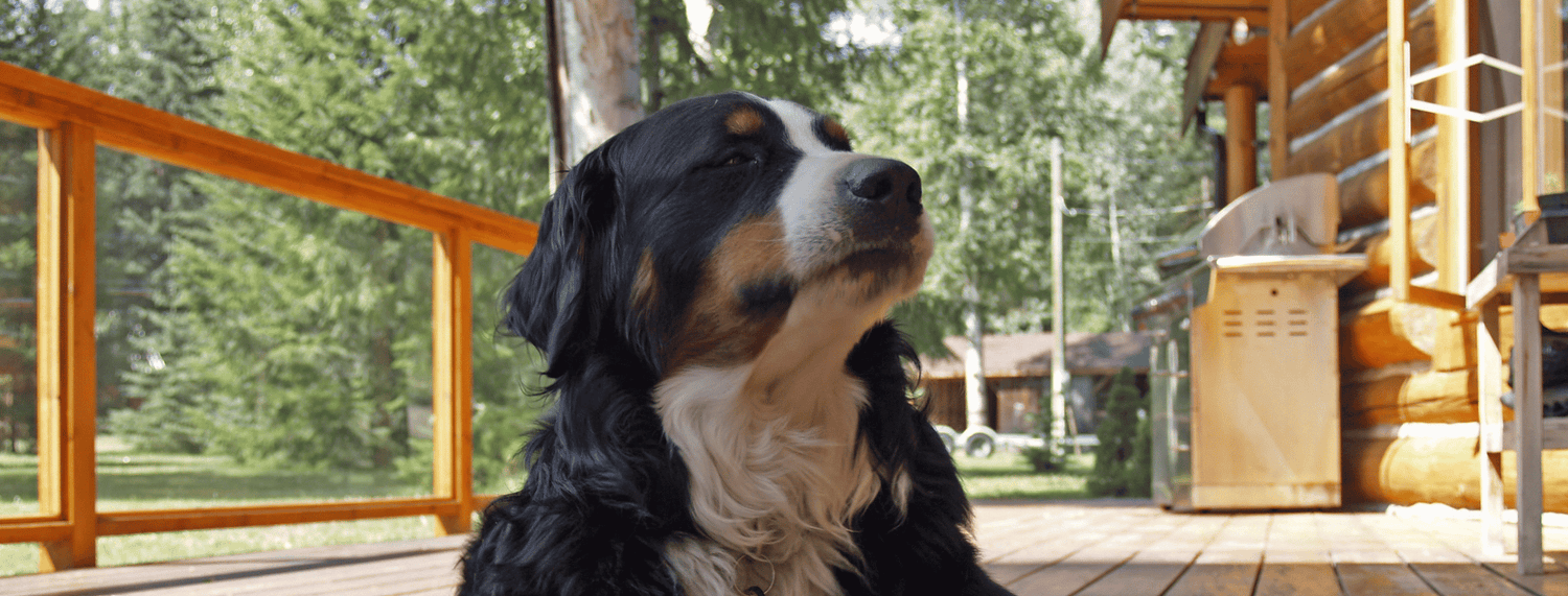 Cioccolato, aglio e altri cibi tossici per i cani da evitare