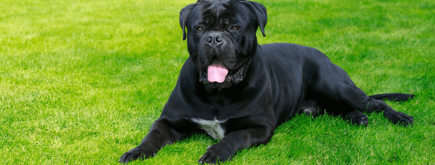 Cane corso