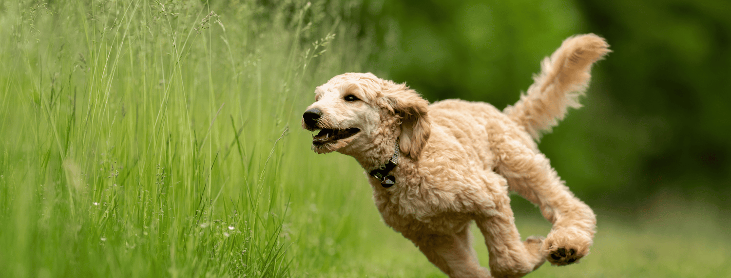 Dermatite cani e gatti: differenze, cause e rimedi