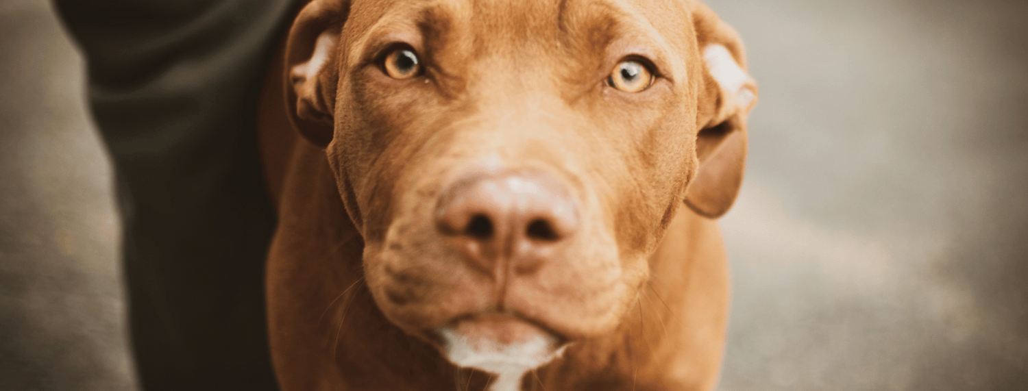 Dermatite e dieta: diagnosi e cura per il cane