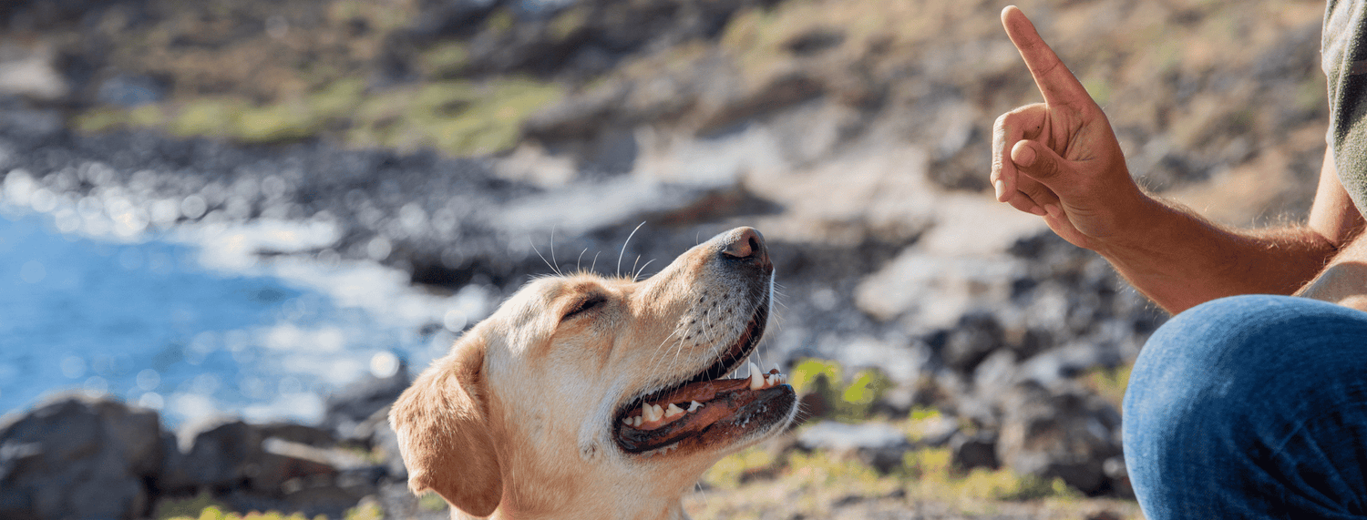 Cane indisciplinato: regole per l’esecuzione dei comandi