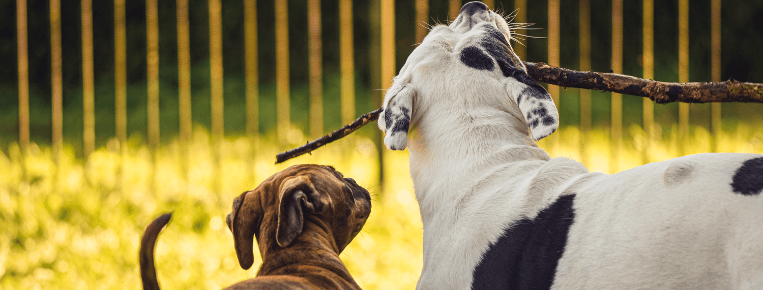 Comportamento del cane dominante
