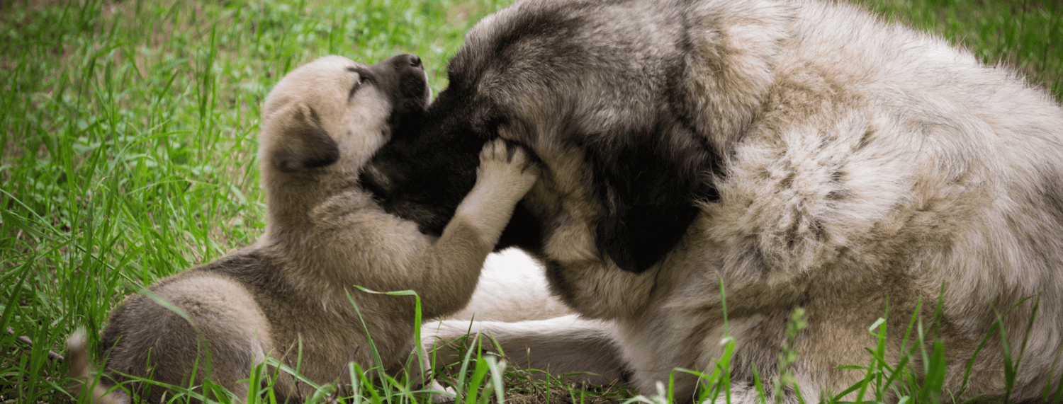 Gravidanza nel cane: Tutto quello che c'è da sapere