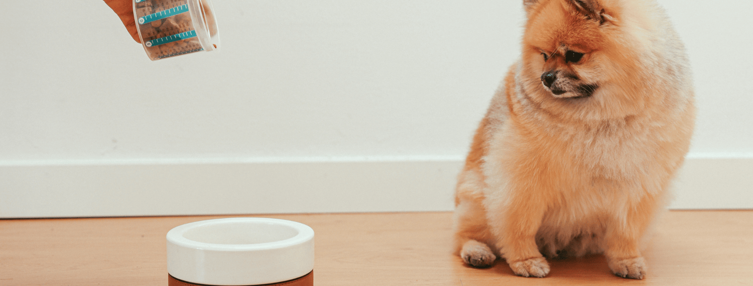 Inappetenza nel cane: cause e rimedi