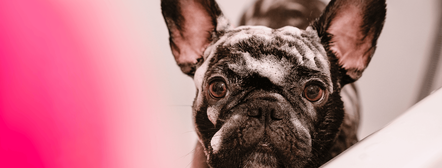 L'otite nel cane