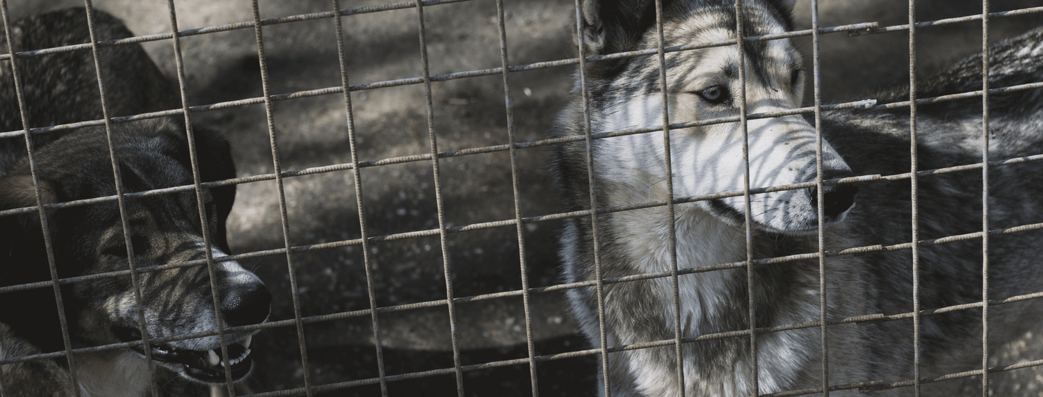 Volontariato in canile: vita e tanto rumore