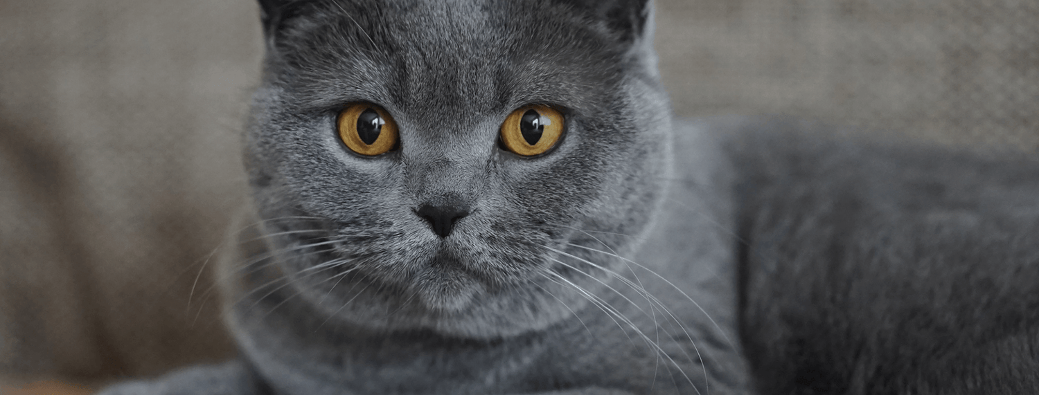 Il Gatto Certosino: storia, carattere e standard della razza