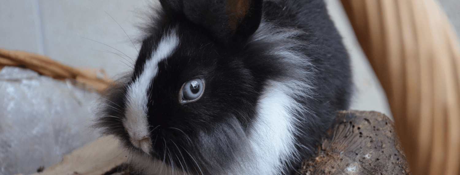 Conigli nani: tutto quello che c'è da sapere