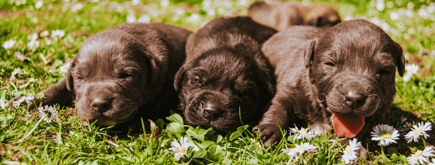 Le 5 grandi curiosità sui cuccioli