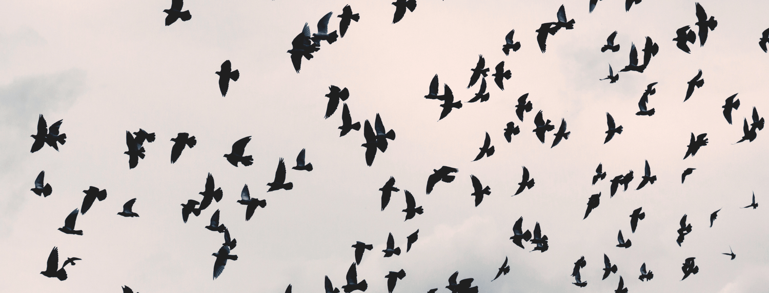 5 cose che non sapevi sugli uccelli