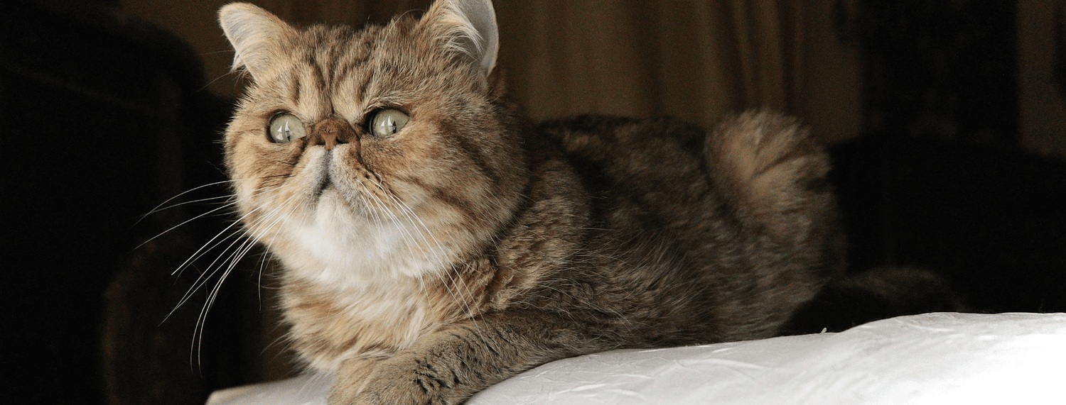 Garfield, gatto dispettoso