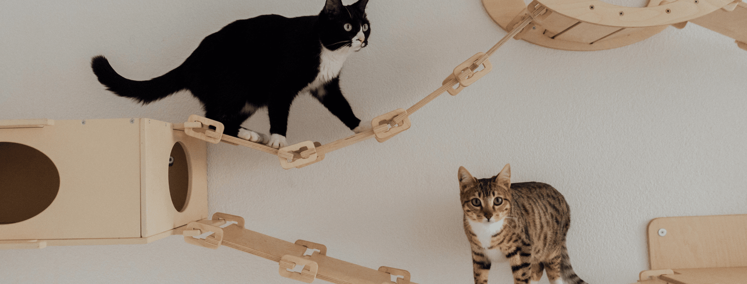 Gatto: meglio fuori o dentro casa?