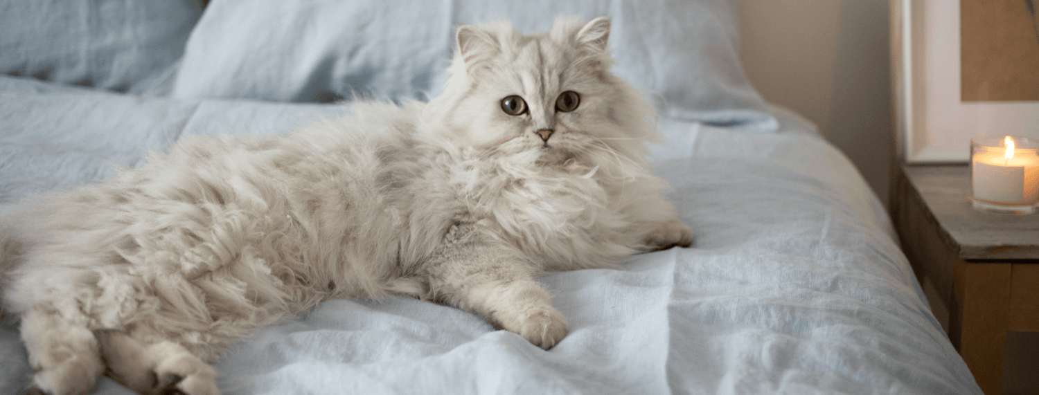 Gatto persiano