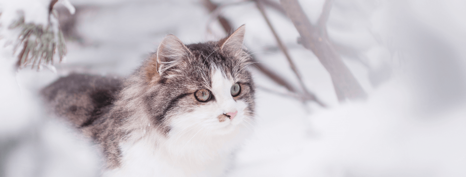 Gatto Siberiano, la guida alla razza